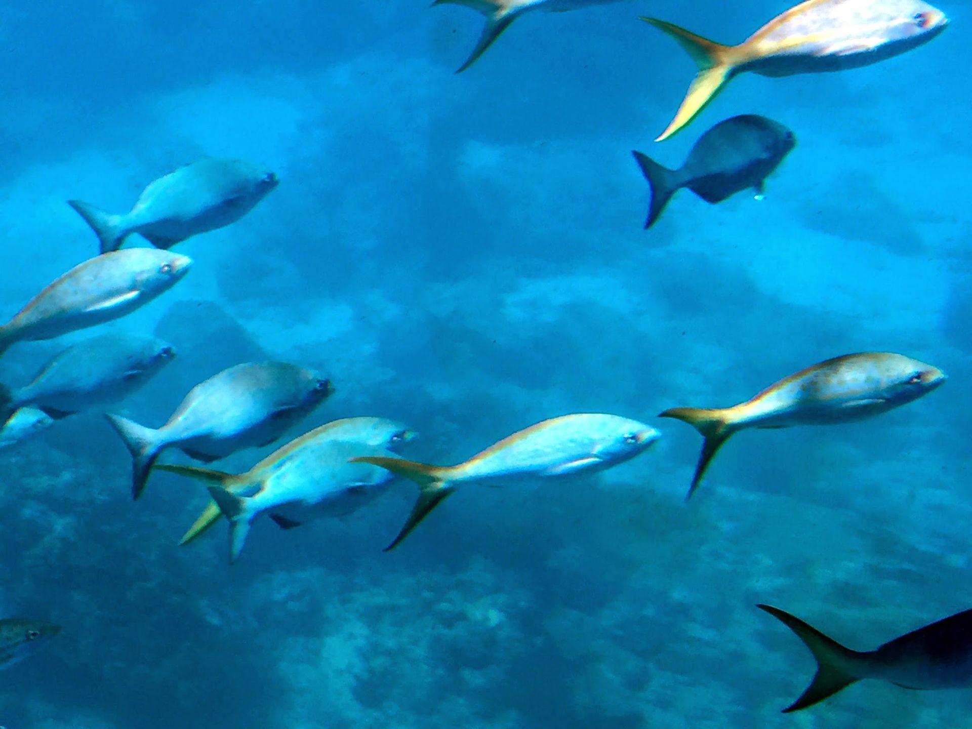 Fish in Guadeloupe