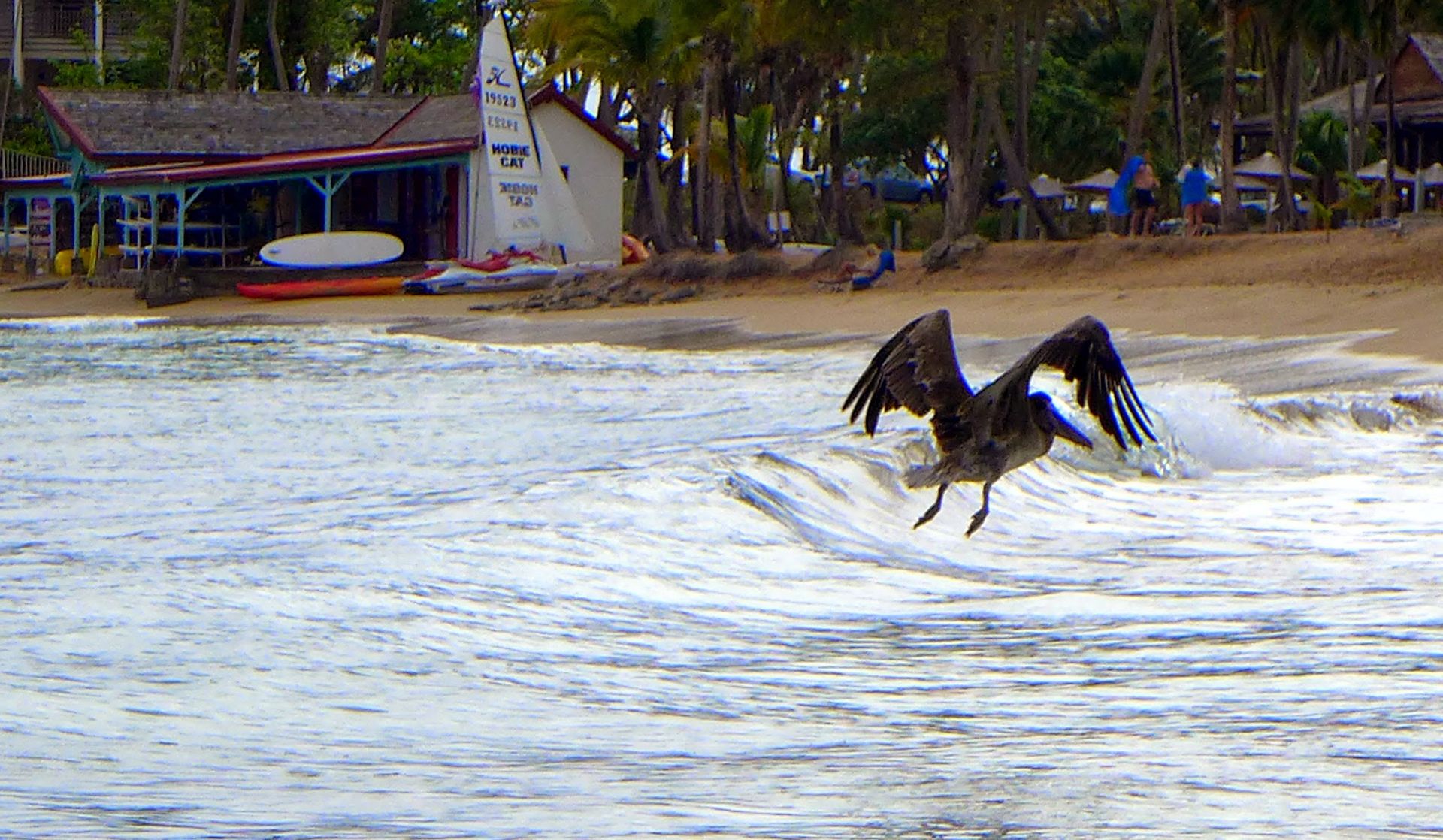 Guadeloupe Bird