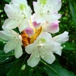 Flower at Virginia Creeper Trail